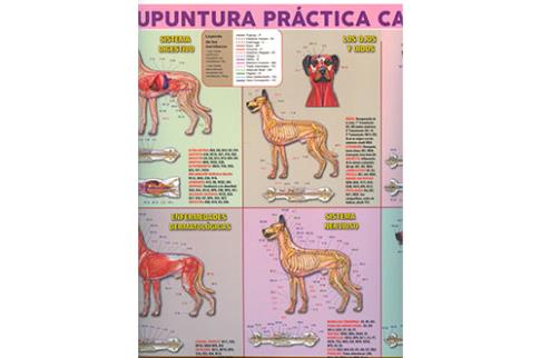 POSTALES Y POSTERS | PSTER ACUPUNTURA PRCTICA CANINA