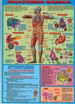 POSTALES Y POSTERS | ANATOMA BSICA (Lmina doble cara)