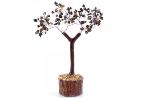 COMODIN | BONSAI OJO DE TIGRE 10 CMS