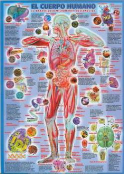 POSTALES Y POSTERS | EL CUERPO HUMANO (Lmina doble cara)