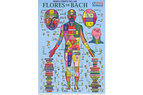 POSTALES Y POSTERS | MAPA FSICO DE LAS FLORES DE BACH (Lmina doble cara)