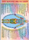 MAPA NEUROEMOCIONAL DEL CUERPO (Lmina doble cara)