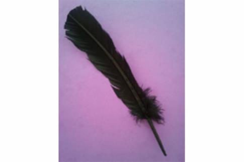 COMODIN | PLUMA NEGRA MAGICA RITUAL