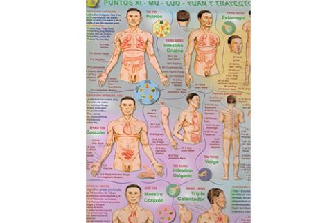 POSTALES Y POSTERS | PSTER ACUPUNTURA - PUNTOS SHU ANTIGUOS