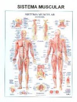 POSTALES Y POSTERS | PSTER SISTEMA MUSCULAR