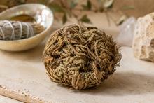ROSA DE JERICO APROXIMADAMENTE 7 CMS. Convierte las energias negativas en positivas. ROSA DE JERICO APROXIMADAMENTE 7 CMS. Convierte las energias negativas en positivas.