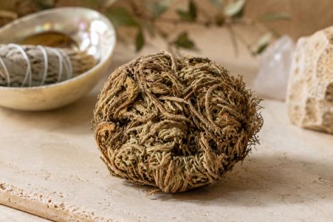 HIERBAS Y ATADITOS | ROSA DE JERICO APROXIMADAMENTE 7 CMS. Convierte las energias negativas en positivas.