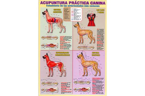 POSTALES Y POSTERS | ACUPUNTURA PRÁCTICA CANINA (Lámina doble cara)